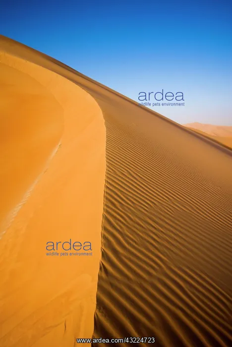 : Oman, Rub Al Khali desert : Oman, Rub Al Khali desert