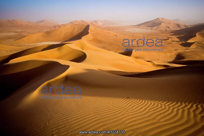 : Oman, Rub Al Khali desert : Oman, Rub Al Khali desert