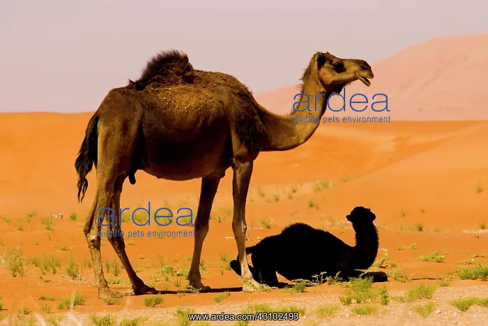 : Oman, Rub Al Khali desert, camels (dromedaries) : Oman, Rub Al Khali desert, camels (dromedaries)
