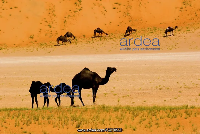 : Oman, Rub Al Khali desert, camels (dromedaries) : Oman, Rub Al Khali desert, camels (dromedaries)