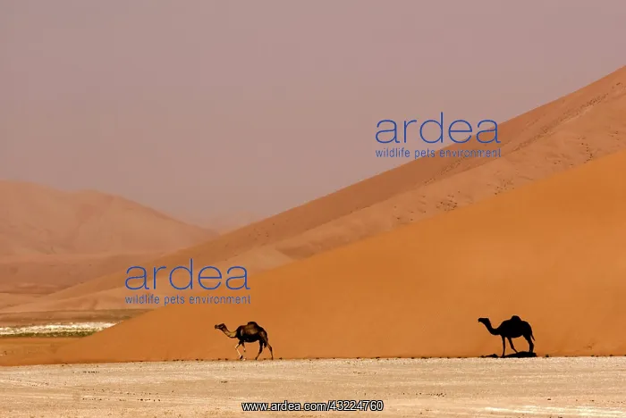 : Oman, Rub Al Khali desert, camels (dromedaries) : Oman, Rub Al Khali desert, camels (dromedaries)