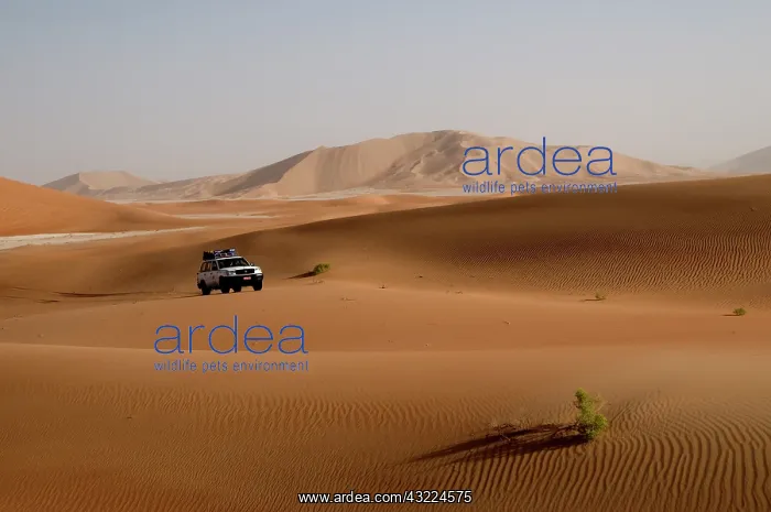 : Oman, Rub Al Khali desert, driving on the : Oman, Rub Al Khali desert, driving on the