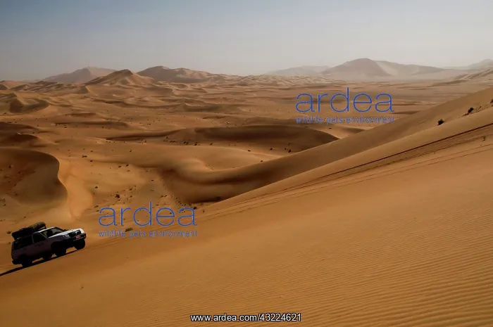 : Oman, Rub Al Khali desert, driving on the : Oman, Rub Al Khali desert, driving on the