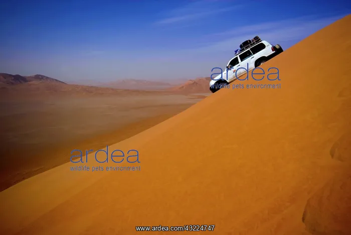 : Oman, Rub Al Khali desert, driving on the : Oman, Rub Al Khali desert, driving on the