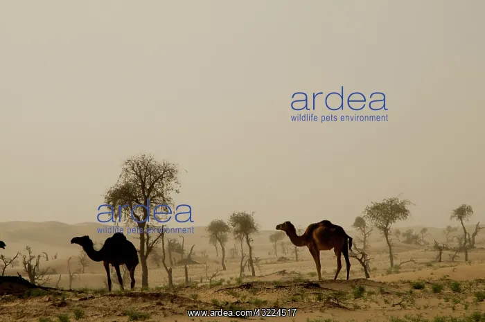 : Oman, Rub Al Khali desert, dromedaries : Oman, Rub Al Khali desert, dromedaries