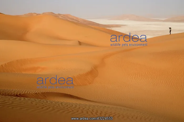 : Oman, Rub Al Khali desert, photographer : Oman, Rub Al Khali desert, photographer