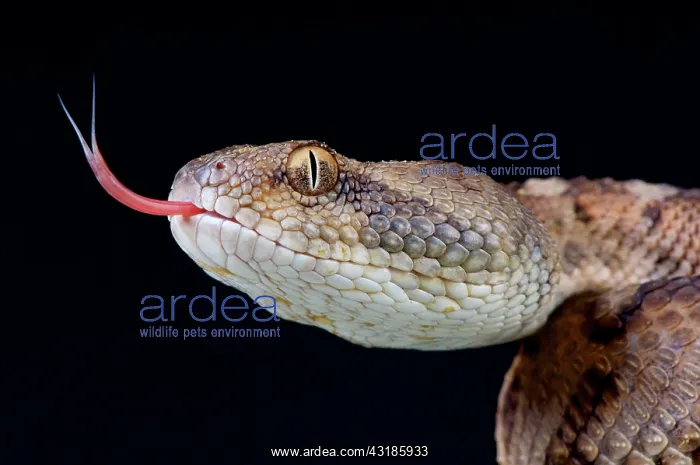 : Oman saw-scaled viper (Echis omanensis), United : Oman saw-scaled viper (Echis omanensis), United