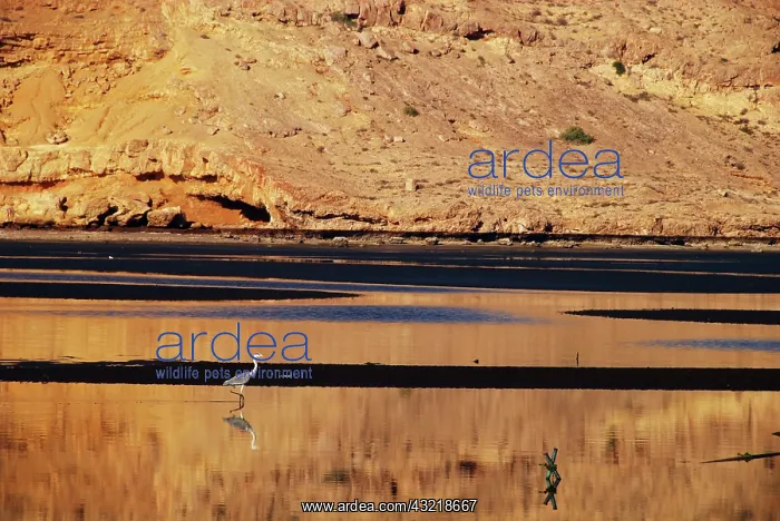 : Oman; Sawadi; view of bird by lake with : Oman; Sawadi; view of bird by lake with