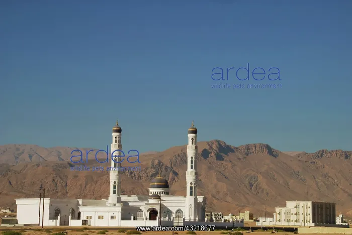 : Oman, Sur, view of a mosque on remote landscape : Oman, Sur, view of a mosque on remote landscape
