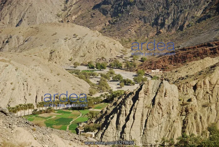 : Oman, Wadi Bani Awf, rocky mountains with : Oman, Wadi Bani Awf, rocky mountains with
