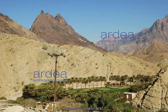 : Oman, Wadi Bani Awf, rocky mountains with : Oman, Wadi Bani Awf, rocky mountains with