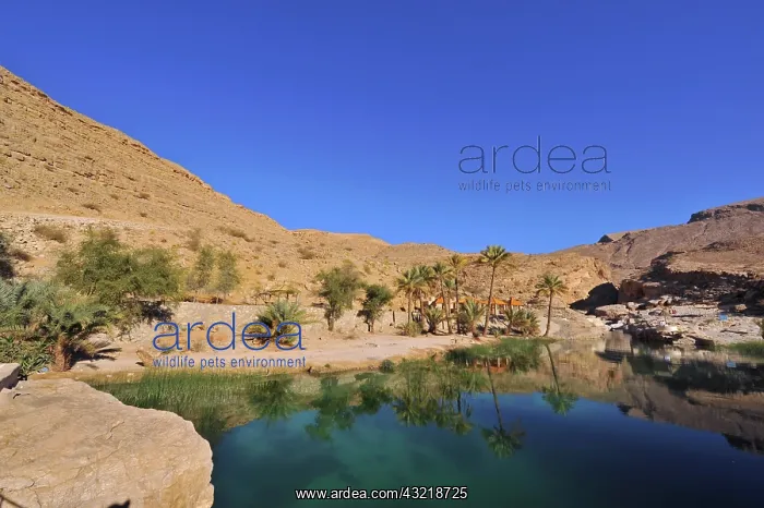  : Oman, Wadi Bani Khalid, fan palm trees with