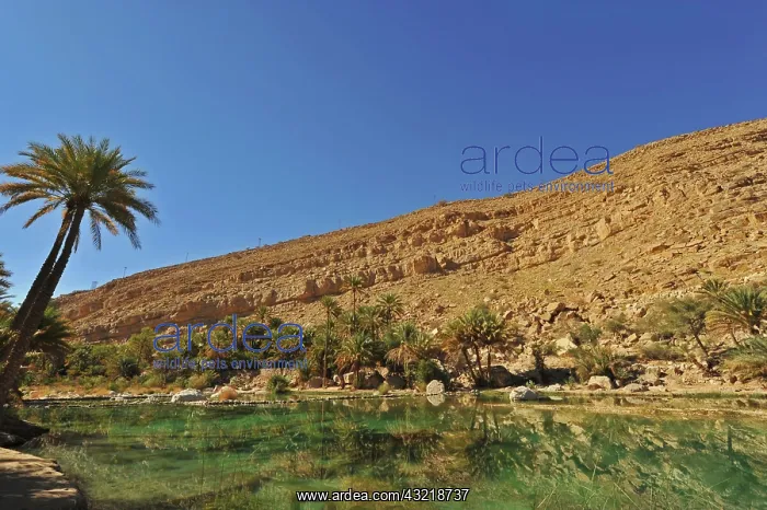  : Oman, Wadi Bani Khalid, fan palm trees with