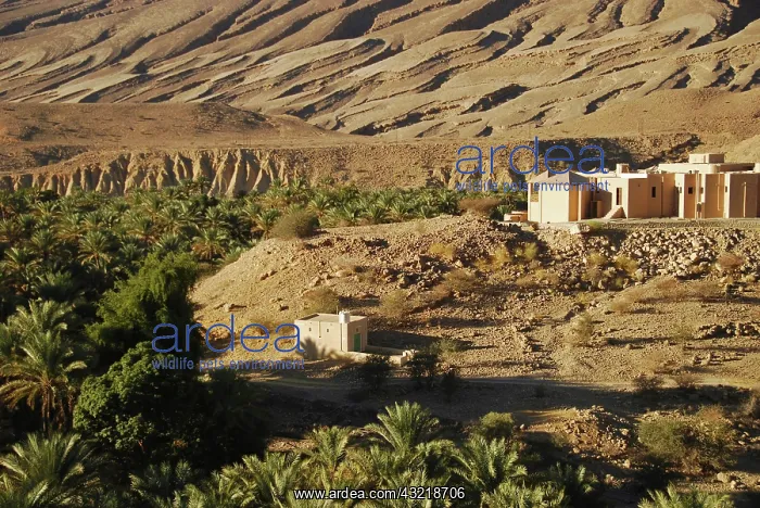 : Oman, Wadi Bani Khalid, houses by fan palm : Oman, Wadi Bani Khalid, houses by fan palm