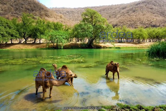 : Oman, Wadi darbat, dromedaries pasturing : Oman, Wadi darbat, dromedaries pasturing