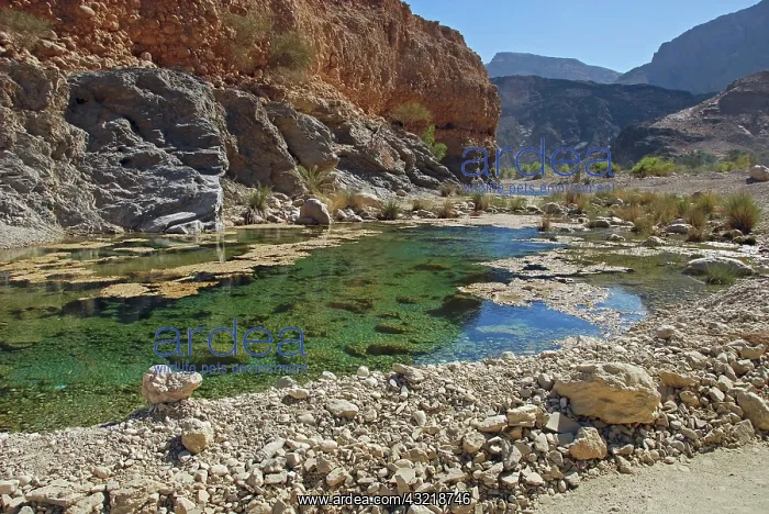 : Oman, Wadi Dayqah, natural pristine green : Oman, Wadi Dayqah, natural pristine green