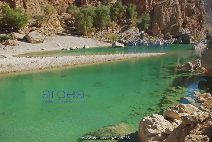 : Oman, Wadi Dayqah, natural pristine green : Oman, Wadi Dayqah, natural pristine green