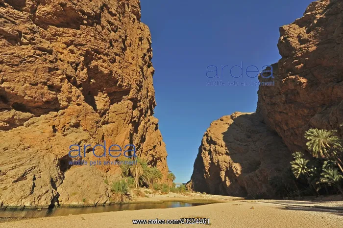: Oman, Wadi Shab, natural pristine green : Oman, Wadi Shab, natural pristine green