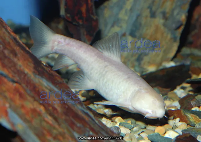 : Omani Blind Cave Fish : Omani Blind Cave Fish