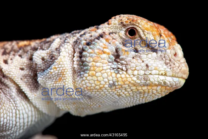 : Omani Spiny-tailed Lizard (Uromastyx thomasi), Oman : Omani Spiny-tailed Lizard (Uromastyx thomasi), Oman