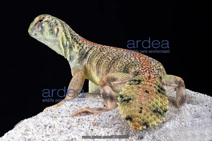 : Omani spiny-tailed lizard (Uromastyx thomasi), Oman : Omani spiny-tailed lizard (Uromastyx thomasi), Oman