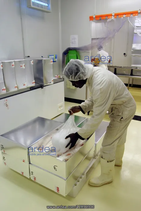: Ombrine Fish : Ombrine Fish