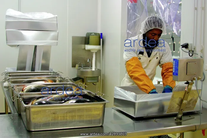  : Ombrine Fish - being weighed