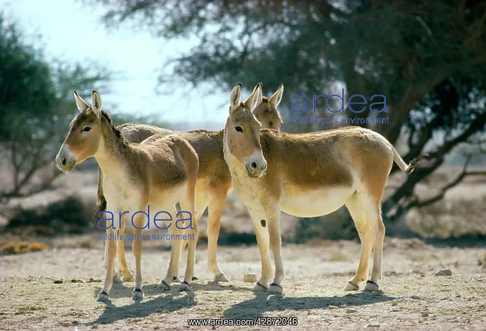  : Onager  /  Persian Wild Ass