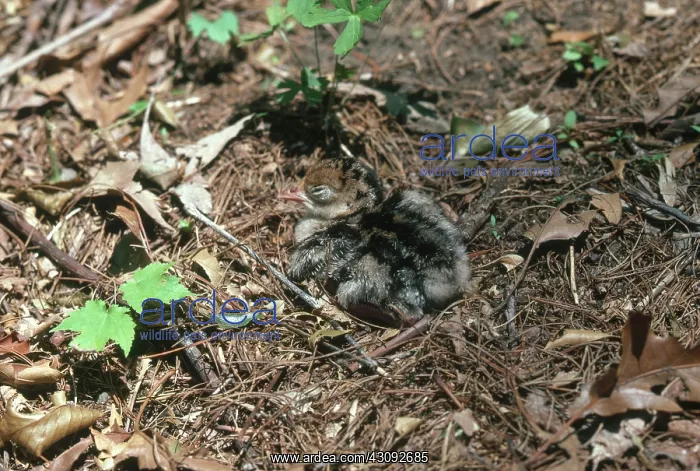 : One-day-old Turkey : One-day-old Turkey