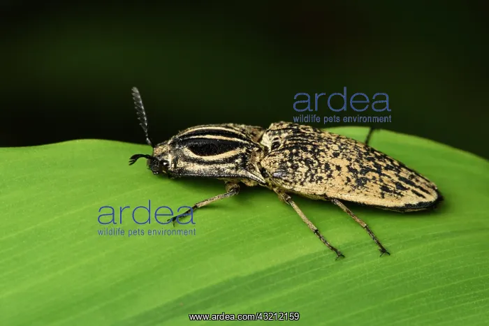 : One-Eyed Madagascar click beetle (Lycoreus corpulentus) : One-Eyed Madagascar click beetle (Lycoreus corpulentus)