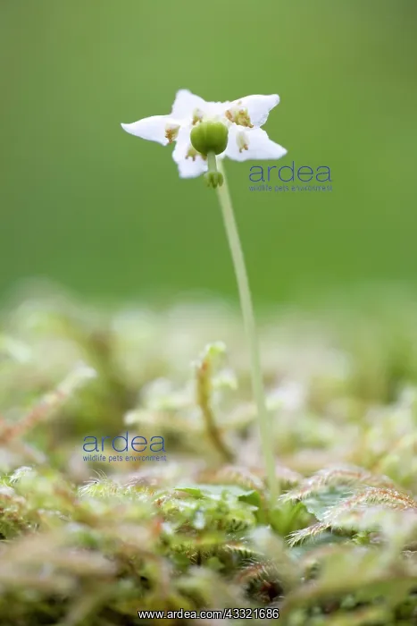 : One-flowered Wintergreen : One-flowered Wintergreen
