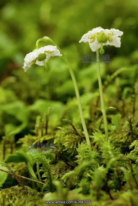 : One-flowered wintergreen or St Olaf's Candle - : One-flowered wintergreen or St Olaf's Candle -