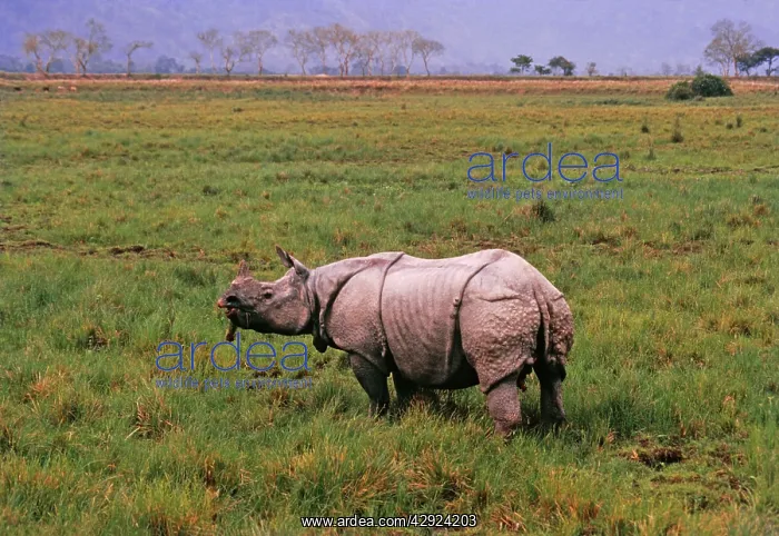 : One-horned / Indian Rhinoceros - feeding : One-horned / Indian Rhinoceros - feeding