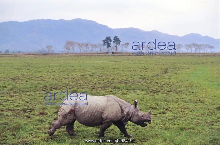 : One-horned / Indian Rhinoceros - injured in fight : One-horned / Indian Rhinoceros - injured in fight