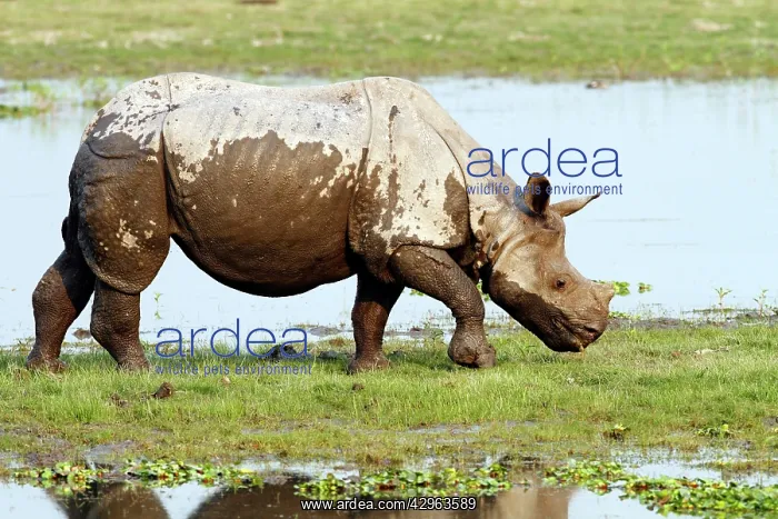 : One-horned Rhinoceros - on the banks of River Brahamputra : One-horned Rhinoceros - on the banks of River Brahamputra