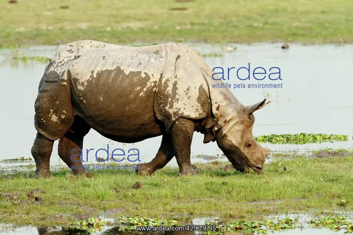 : One-horned Rhinoceros - on the banks of River Brahamputra : One-horned Rhinoceros - on the banks of River Brahamputra