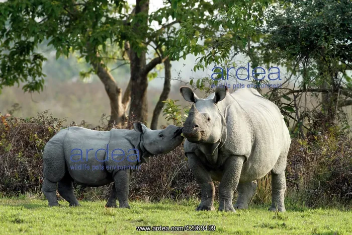 : One-horned Rhinoceros - calf kissing the mother : One-horned Rhinoceros - calf kissing the mother
