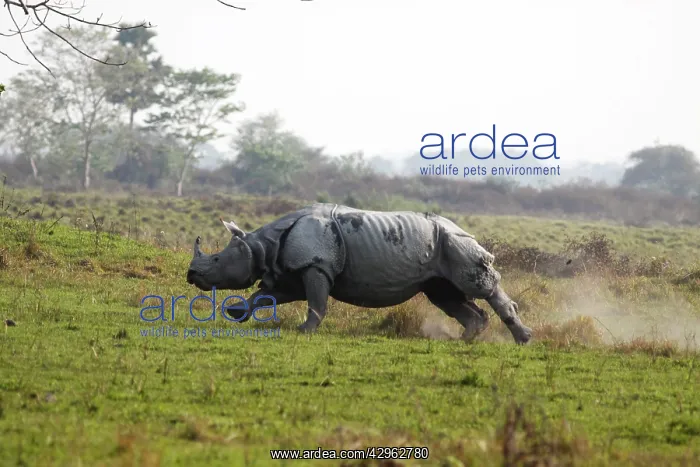 : One-horned Rhinoceros - Charging : One-horned Rhinoceros - Charging