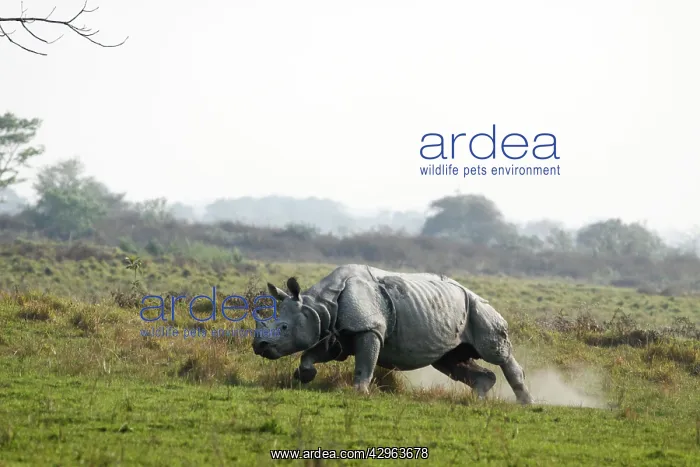 : One-horned Rhinoceros - charging : One-horned Rhinoceros - charging
