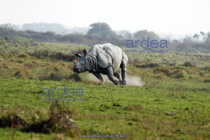 : One-horned Rhinoceros - charging : One-horned Rhinoceros - charging