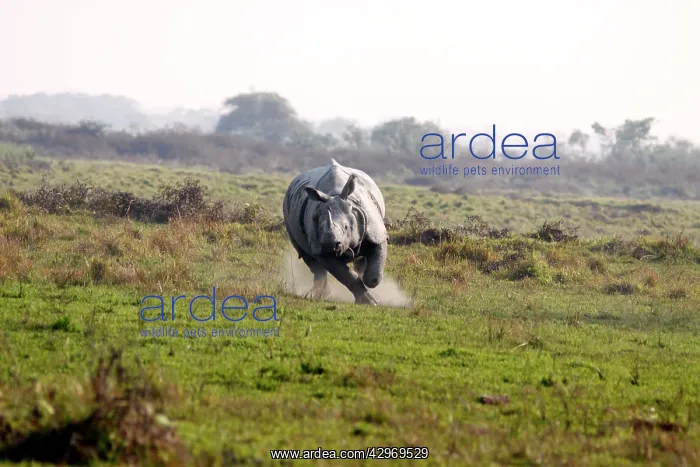 : One-horned Rhinoceros - Charging : One-horned Rhinoceros - Charging