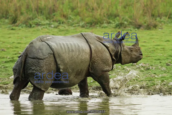 : One-horned Rhinoceros, coming out of jungle : One-horned Rhinoceros, coming out of jungle