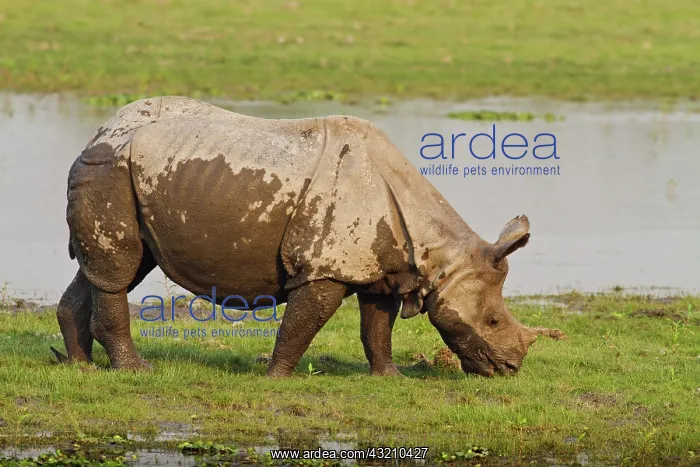 : One-horned Rhinoceros feeding near jungle : One-horned Rhinoceros feeding near jungle