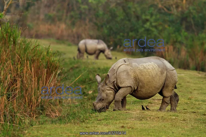 : One-horned Rhinoceros feeding on the short : One-horned Rhinoceros feeding on the short