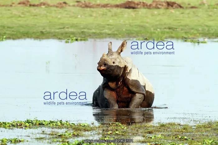 : One-horned Rhinoceros - getting up in the river Brahamputra : One-horned Rhinoceros - getting up in the river Brahamputra