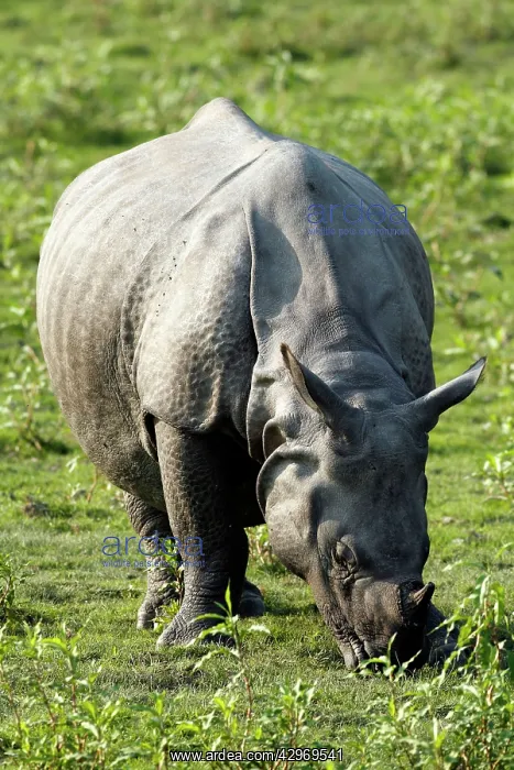 : One-horned Rhinoceros - grazing : One-horned Rhinoceros - grazing