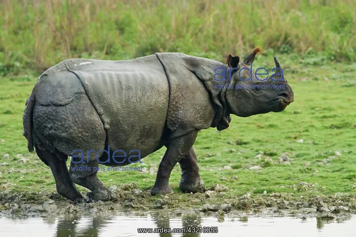 : One-horned Rhinoceros out of the jungle : One-horned Rhinoceros out of the jungle