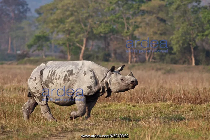 : One-horned Rhinoceros on the move, Kaziranga : One-horned Rhinoceros on the move, Kaziranga