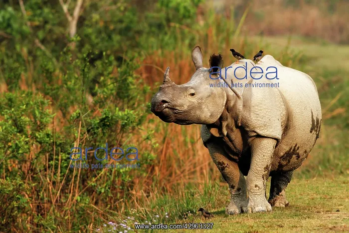 : One-horned Rhinoceros - and Myna : One-horned Rhinoceros - and Myna