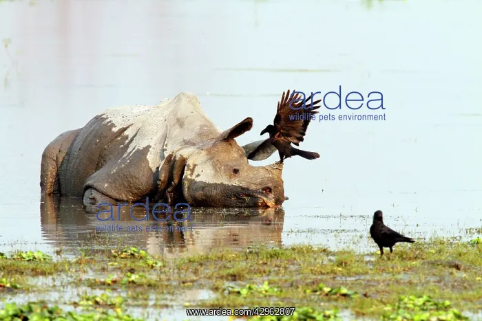 : One-horned Rhinoceros - & Ravens - in the river : One-horned Rhinoceros - & Ravens - in the river